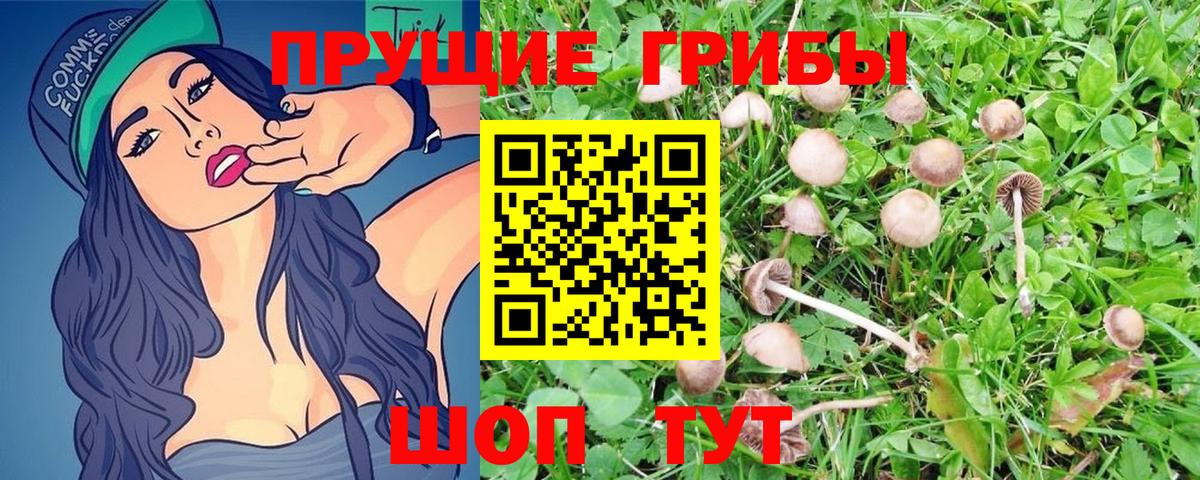 Галлюциногенные грибы Psilocybe  Вход с VPN  купить наркотики цена  Егорьевск 